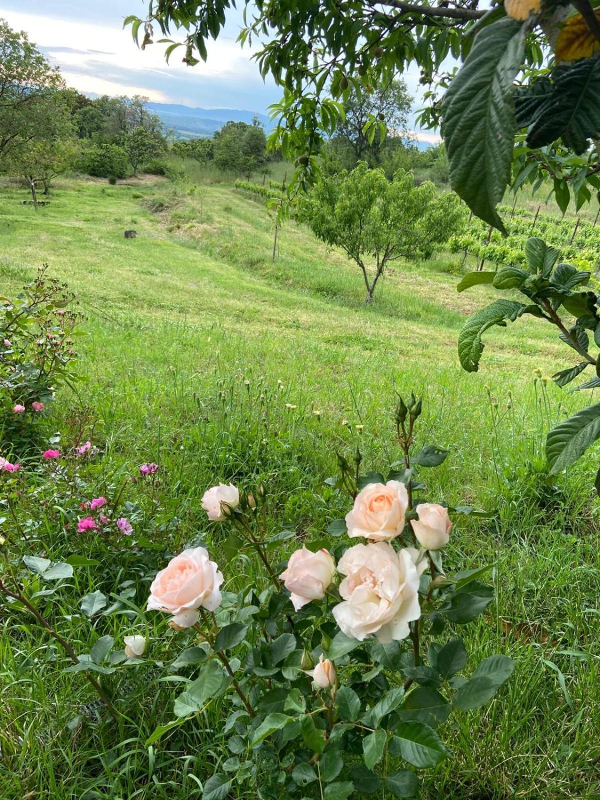 Tenuta Le Mandorlaie, Agriturismo In Scansano Εξωτερικό φωτογραφία