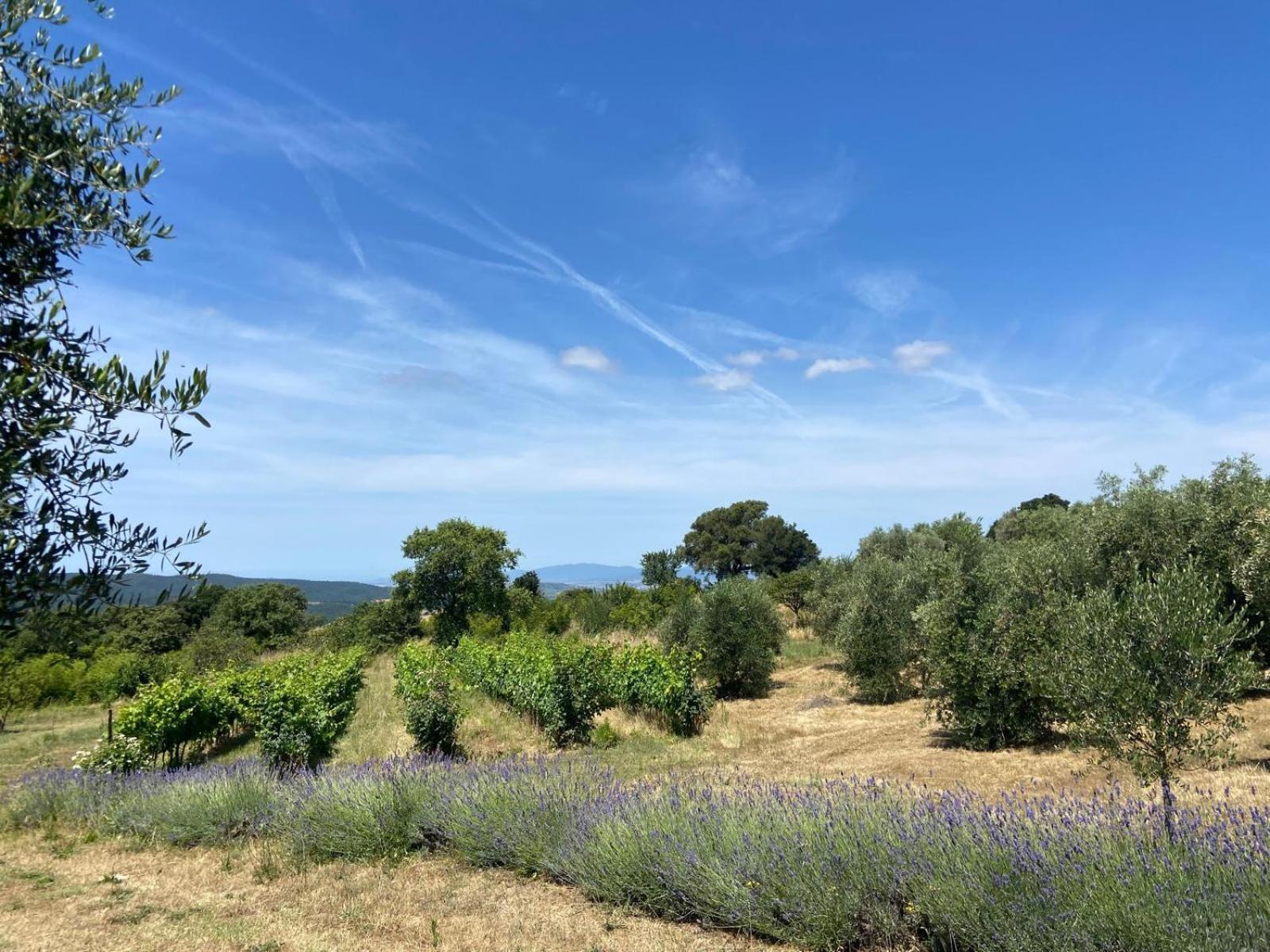 Tenuta Le Mandorlaie, Agriturismo In Scansano Εξωτερικό φωτογραφία