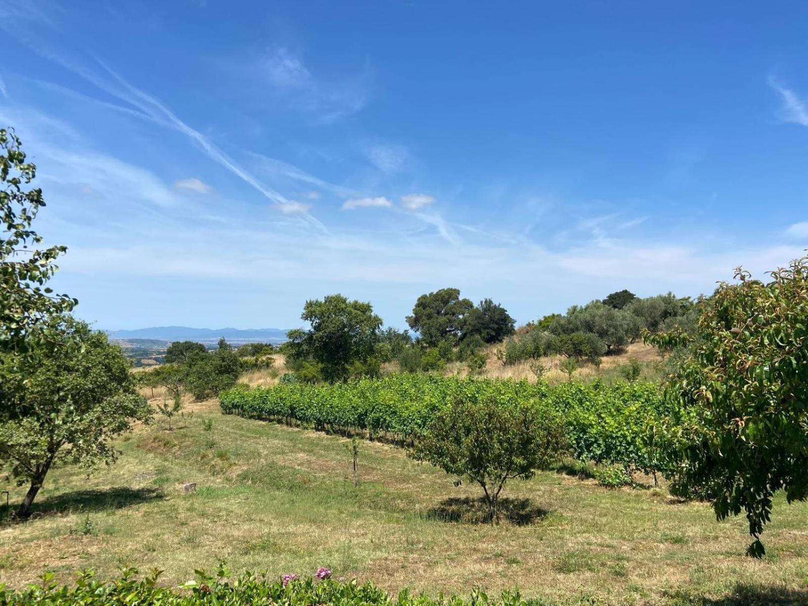 Tenuta Le Mandorlaie, Agriturismo In Scansano Εξωτερικό φωτογραφία